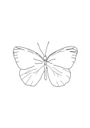 Butterfly Line Art | Maak je eigen poster