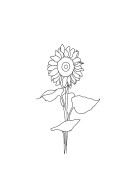 Sunflower Line Art | Maak je eigen poster