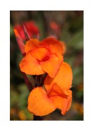 Bright Orange Flowers | Maak je eigen poster