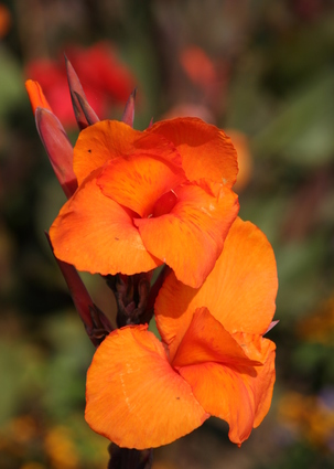 Bright Orange Flowers