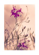 Purple Flowers Close-Up | Maak je eigen poster