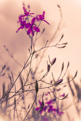 Purple Flowers Close-Up