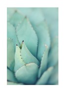 Agave Plant Leaves | Maak je eigen poster