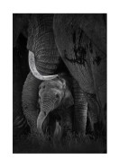 Newborn Elephant With Mother | Maak je eigen poster