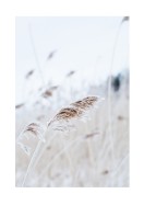 Reeds In Winter | Maak je eigen poster