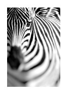 Zebra Portrait | Maak je eigen poster