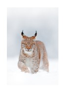 Lynx In Winter Landscape | Maak je eigen poster