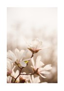 Magnolia Flowers In Spring | Maak je eigen poster