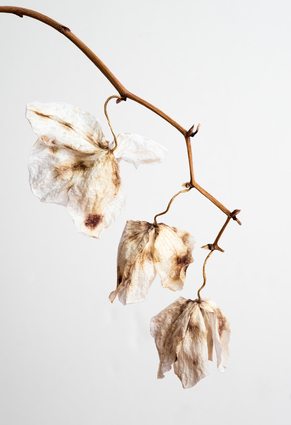 Dried Flower Petals