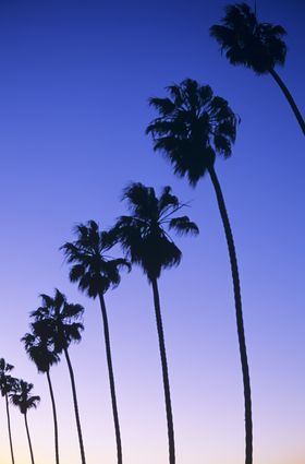 Palm Trees At Sunset In California