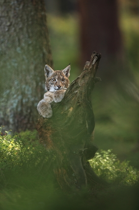 Wild Lynx In Nature
