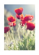 Poppies In The Evening Sun | Maak je eigen poster