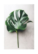 Monstera Leaf | Maak je eigen poster