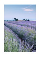 Lavender Fields In France | Maak je eigen poster