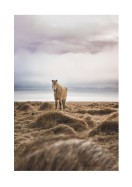 Icelandic Horse In Winter Landscape | Maak je eigen poster