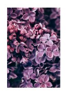 Purple Lilac Bloom | Maak je eigen poster
