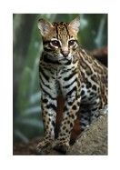 Wildcat In Nature | Maak je eigen poster