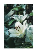White Lily Flowers | Maak je eigen poster