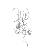 Grapes Line Art | Maak je eigen poster