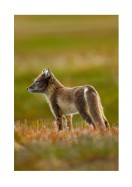 Arctic Fox In The Wild | Maak je eigen poster