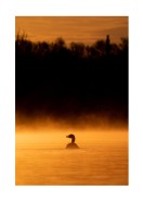 Duck In Morning Light | Maak je eigen poster