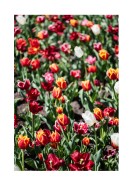 Field Of Colorful Tulips | Maak je eigen poster