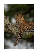Leopard In A Tree In The Wild | Maak je eigen poster